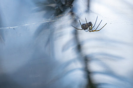 Spider on a spider web in the forest. Macro, shallow depth of field.の写真素材