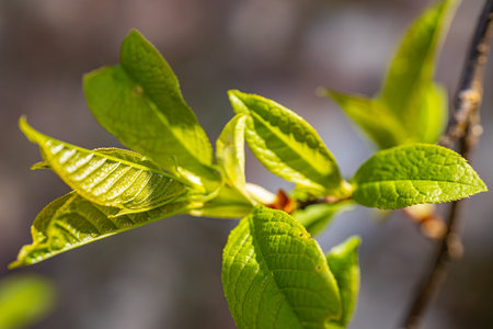 Young leaves on a tree in spring. Macro shot with shallow depth of fieldの写真素材