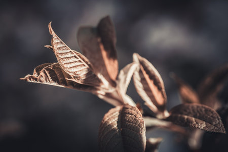 close up of leaves on tree in the garden - filter effect retro vintage styleの写真素材