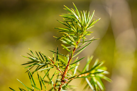 green needles of a coniferous tree in the forest in springの写真素材