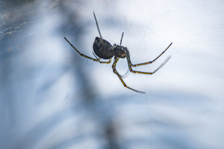 Spider on the web in the garden. Macro. Shallow depth of fieldの写真素材