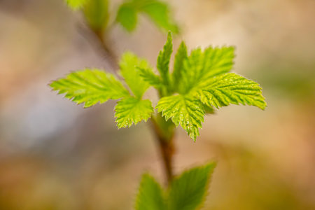 Young green leaves on a branch in spring. Shallow depth of field.の写真素材