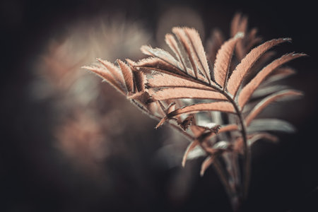Beautiful autumn leaves in the forest. Selective focus. Toned.の写真素材