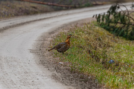 A Red grouse (Pelicanus colubris) on the road.の写真素材
