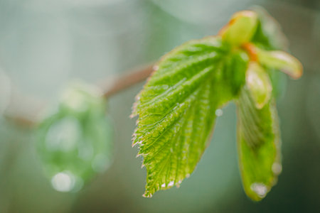 Young green leaves of linden on a blurred background. Spring background.