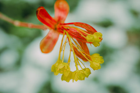 Flame tree flower with green leaves and red petals on blurred background