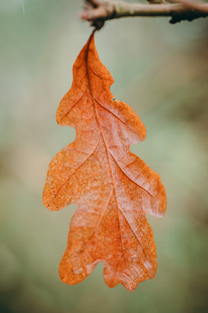 Close up of an orange oak leaf on a tree branch in autumn