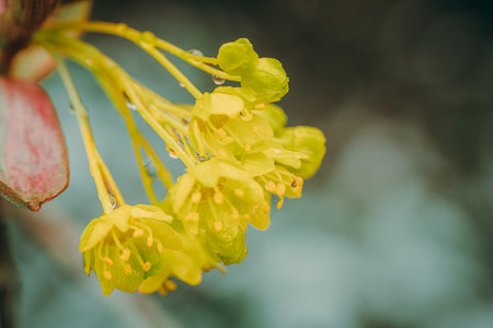 Macro shot of the yellow flower of a Japanese cherry tree.の写真素材
