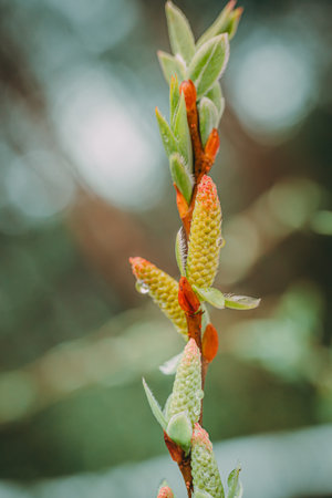 Close up of the buds of a catkin tree in spring.の写真素材