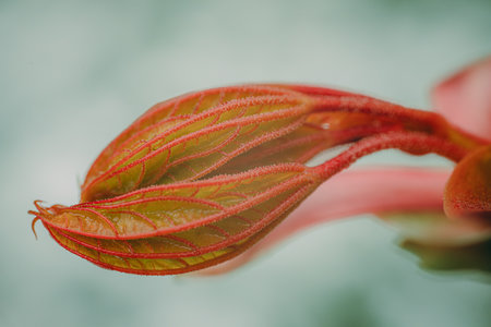 Close-up of a red flower bud with shallow depth of field