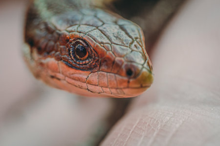 Close up of the head of a green lizard on a human hand