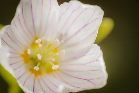Close up of wood sorrel (Oxalis acetosella) flowerの写真素材