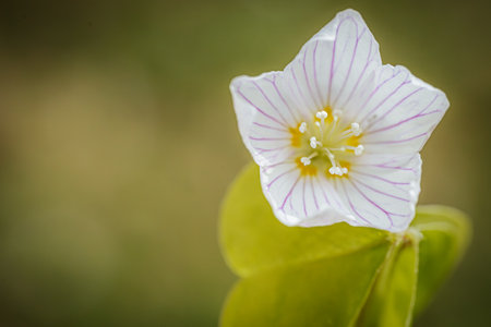 Close up of wood sorrel (Oxalis alba) flowerの写真素材