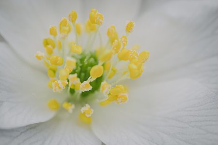Close up of white anemone flower with yellow stamensの写真素材