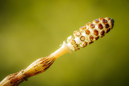 Horsetail  (Equisetum arvense) Equisetum arvense, the field horsetail or common horsetail