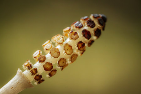 Horsetail in the nature. Close-up. Macro.の写真素材