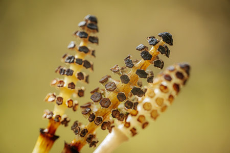 Horsetail (Equisetum equisetum)の写真素材