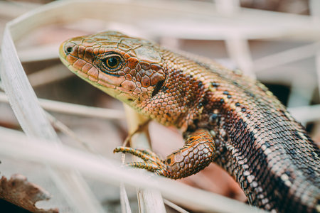 Close up of a lizard on dry grass in the garden. Lacerta agilis.の写真素材