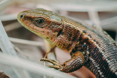 Close up of a lizard on the grass in the garden. Animal backgroundの写真素材