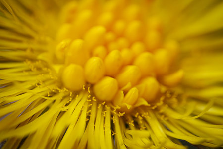 Macro of a coltsfoot flower (Tussilago farfara)の写真素材