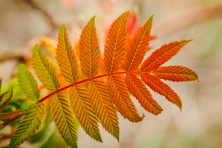 Colorful autumn leaves in the forest. Selective focus, shallow depth of field.の写真素材