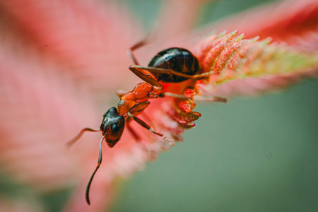 Ants on a red flower. Ants in nature. Macro