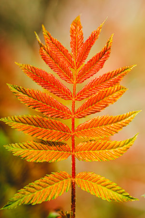 Close up of a red leaf in the autumn forest, Thailand.の写真素材