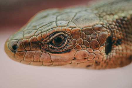 Close up of the eye of a lizard (Lacerta agilis)の写真素材
