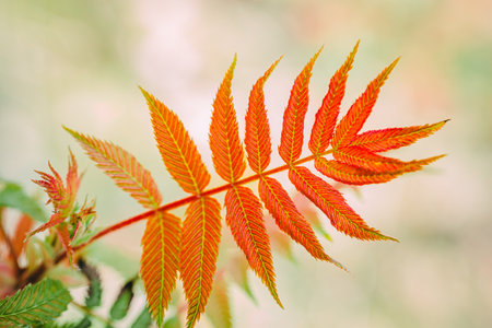 Autumn leaves of a rowan (Sorbus aucuparia)の写真素材