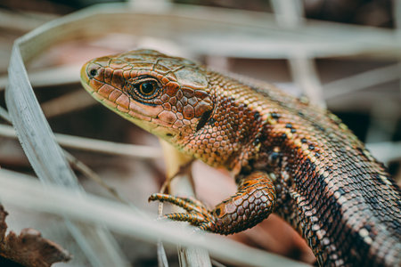Close up of a lizard, Lacerta agilis.の写真素材