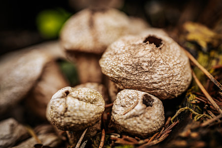 Puffball (Lycoperdon perlatum) in the forestの写真素材