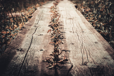 Wooden boardwalk in the autumn forest. Selective focus. Toned.の写真素材
