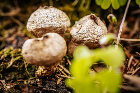 Mushrooms growing in the forest. Selective focus. Shallow depth of fieldの写真素材