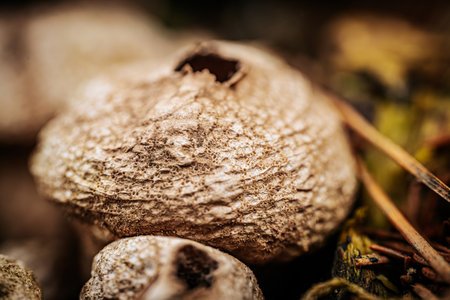 Close up of a mushroom in the forest. Shallow depth of field.の写真素材