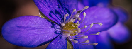 Hepatica nobilis. Hepatica nobilis is a genus of flowering plants in the liverwort family.の写真素材