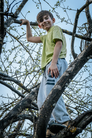 Little boy climbing on a tree in an orchard in springtimeの写真素材