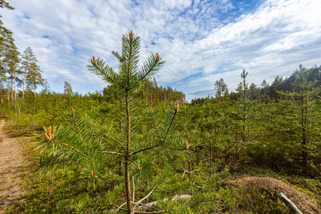 Landscape with pine tree forest in Karelia, Russia.の写真素材