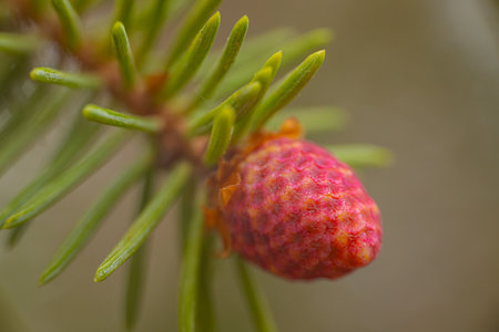 Fir tree branch with red cones, close-up macro photoの写真素材