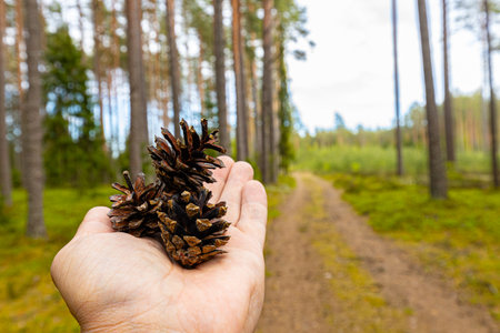 Pine cone in the hand of a man in a pine forestの写真素材