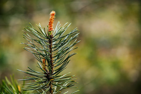 Young pine tree branch in the forest. Selective focus with shallow depth of field.
