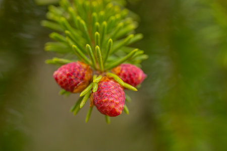 Fir branch with red cones on blurred green background close-upの写真素材