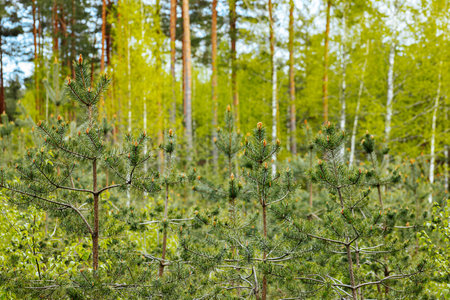 young pine tree in spring forest with green leaves and young shoots.の写真素材