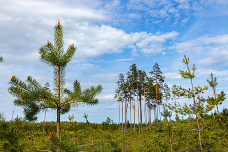Landscape with pine trees and blue sky with clouds. Latvia.の写真素材