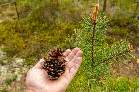 Pine cone in the hand of a man on the background of the forestの写真素材