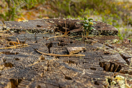 Little sprout growing on a tree stump in the autumn forest.の写真素材