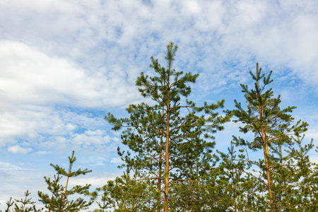 Pine trees on a background of blue sky with white clouds.の写真素材