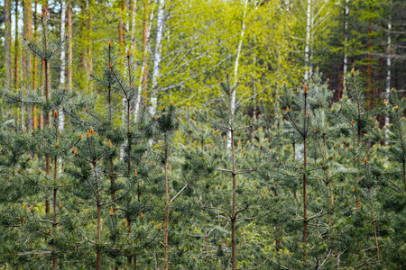 young pine tree in spring forest. natural environmental detail view in latviaの写真素材