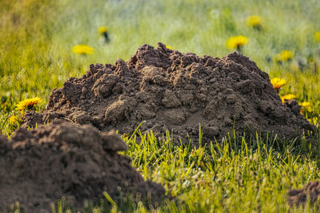 Large termite mound on a green meadow in springtime.の写真素材
