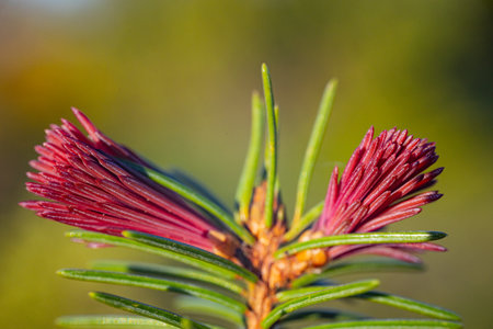 Pine tree branch with red flowers on blurred background. Shallow depth of field.の写真素材