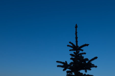 Silhouette of a spruce against the blue sky. Minimalistic style.の写真素材